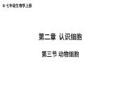 1.2.3 动物细胞 课件-2024-2025学年人教版生物七年级上册