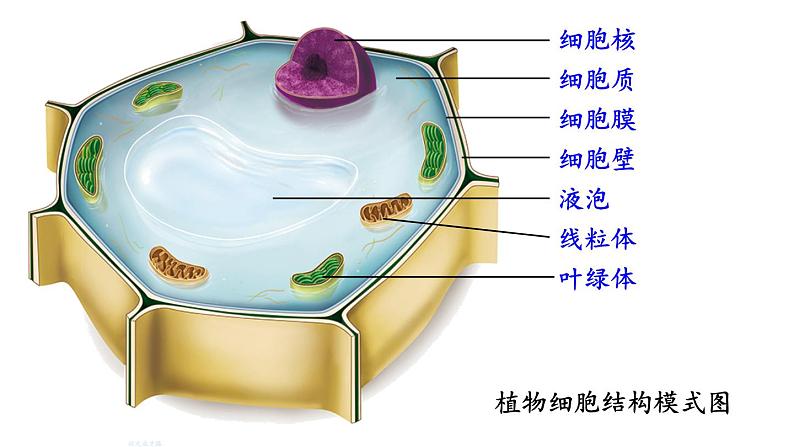 1.2.3 动物细胞 课件-2024-2025学年人教版生物七年级上册02