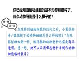1.2.3 动物细胞 课件-2024-2025学年人教版生物七年级上册