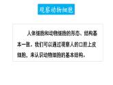 1.2.3 动物细胞 课件-2024-2025学年人教版生物七年级上册