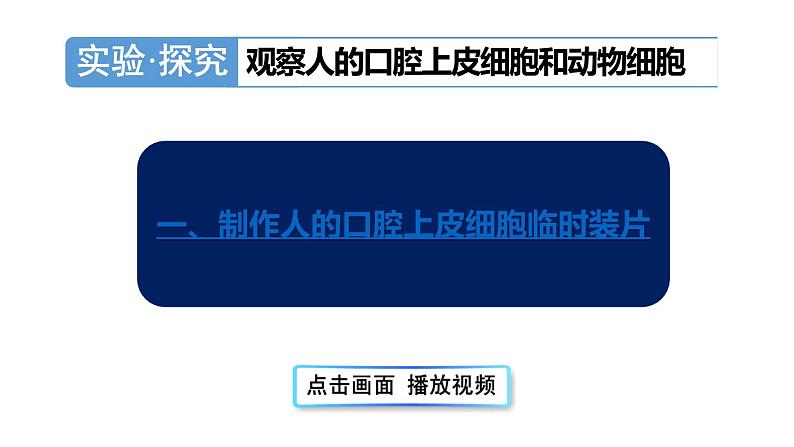 1.2.3 动物细胞 课件-2024-2025学年人教版生物七年级上册06