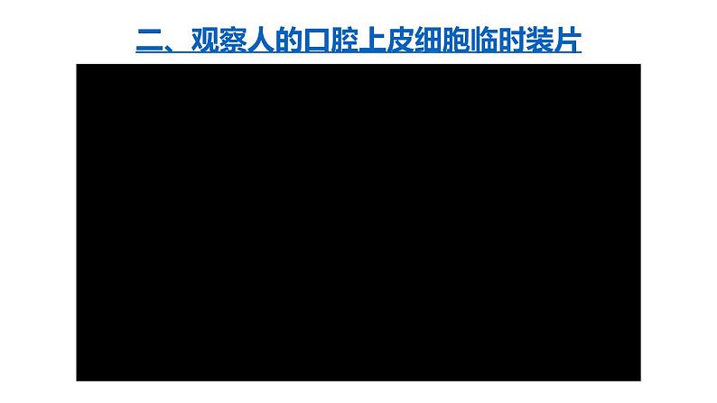 1.2.3 动物细胞 课件-2024-2025学年人教版生物七年级上册07