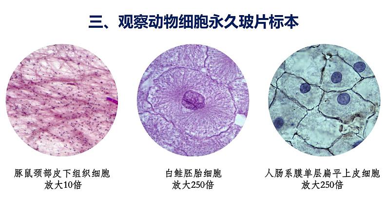 1.2.3 动物细胞 课件-2024-2025学年人教版生物七年级上册08