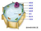 1.2.4  细胞的生活 课件-2024-2025学年人教版生物七年级上册
