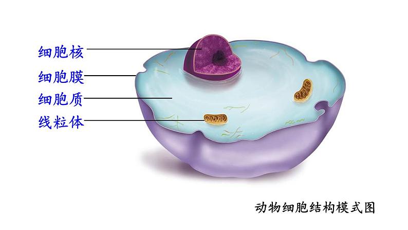 1.2.4  细胞的生活 课件-2024-2025学年人教版生物七年级上册03