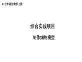 综合实践项目 制作细胞模型  课件-2024-2025学年人教版生物七年级上册