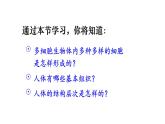 1.3.2 动物体的结构层次  课件-2024-2025学年人教版生物七年级上册