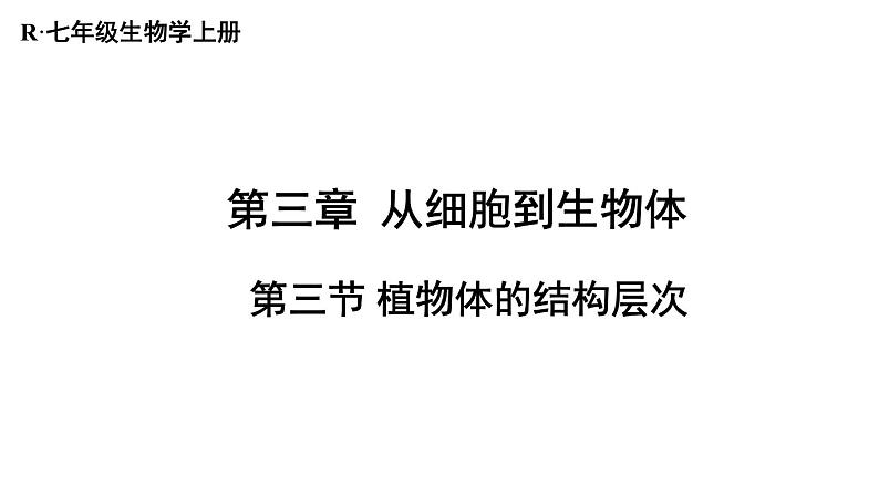 1.3.3 植物体的结构层次 课件-2024-2025学年人教版生物七年级上册01