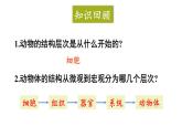 1.3.3 植物体的结构层次 课件-2024-2025学年人教版生物七年级上册