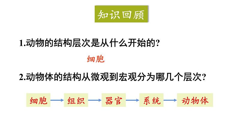 1.3.3 植物体的结构层次 课件-2024-2025学年人教版生物七年级上册02