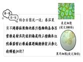 1.3.3 植物体的结构层次 课件-2024-2025学年人教版生物七年级上册