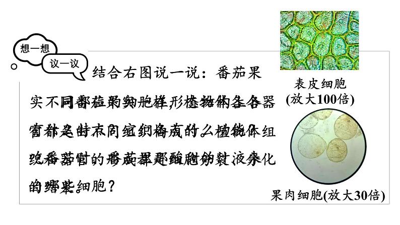 1.3.3 植物体的结构层次 课件-2024-2025学年人教版生物七年级上册03