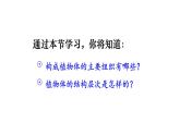 1.3.3 植物体的结构层次 课件-2024-2025学年人教版生物七年级上册