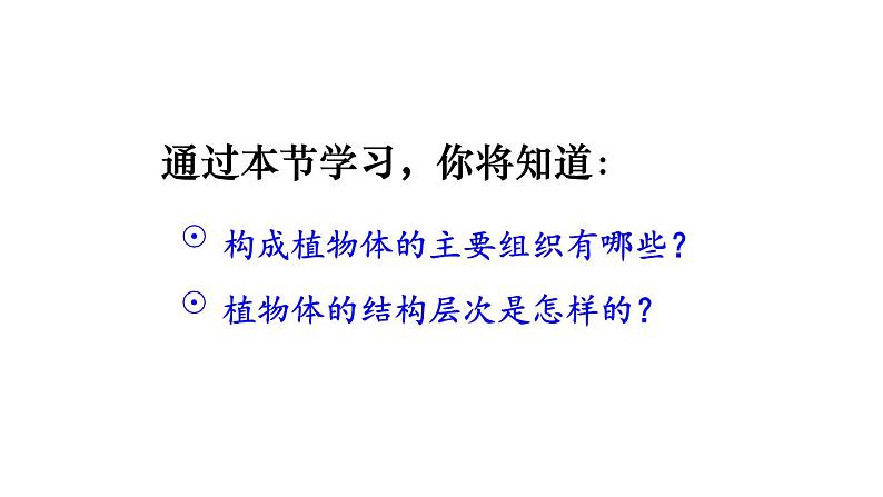 1.3.3 植物体的结构层次 课件-2024-2025学年人教版生物七年级上册04