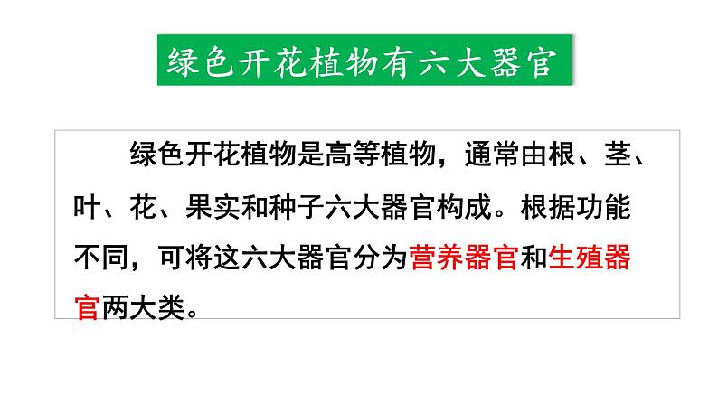 1.3.3 植物体的结构层次 课件-2024-2025学年人教版生物七年级上册05