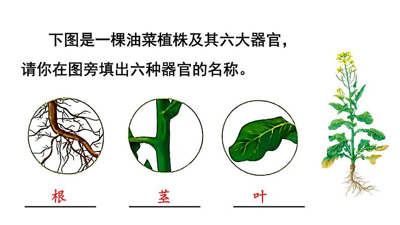 1.3.3 植物体的结构层次 课件-2024-2025学年人教版生物七年级上册08