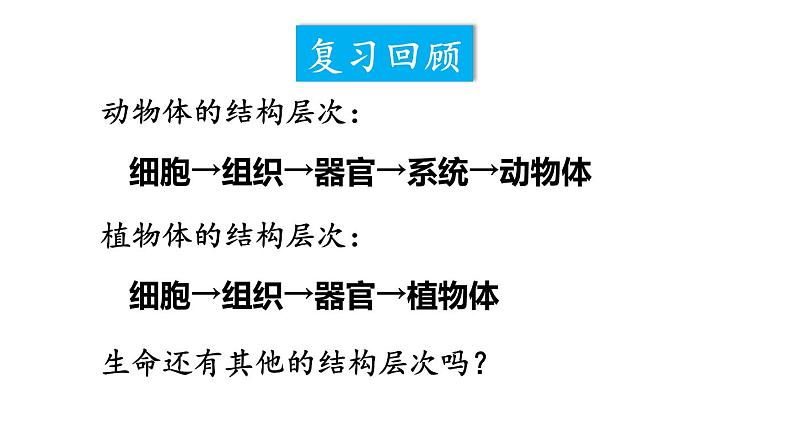 1.3.4 单细胞生物 课件-2024-2025学年人教版生物七年级上册02