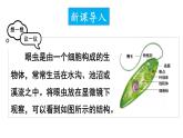 1.3.4 单细胞生物 课件-2024-2025学年人教版生物七年级上册