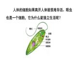 1.3.4 单细胞生物 课件-2024-2025学年人教版生物七年级上册