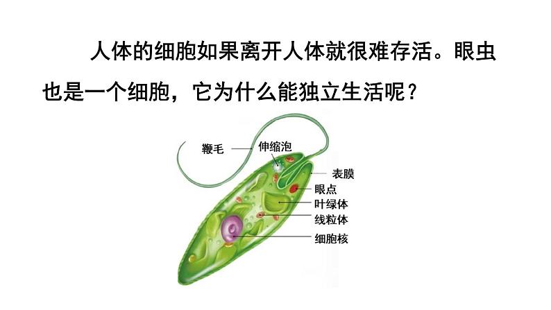 1.3.4 单细胞生物 课件-2024-2025学年人教版生物七年级上册04