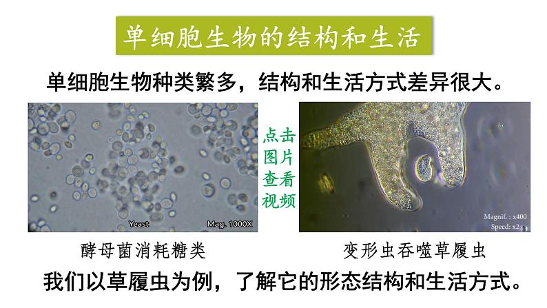 1.3.4 单细胞生物 课件-2024-2025学年人教版生物七年级上册08