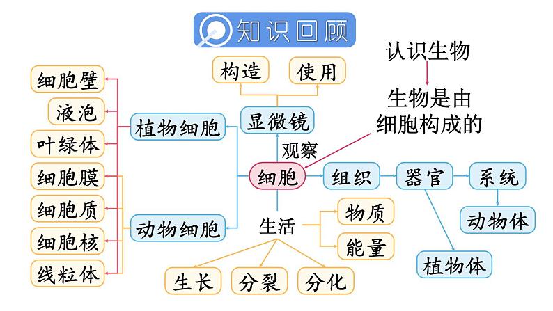 第1单元 生物和细胞 单元小结 课件-2024-2025学年人教版生物七年级上册02