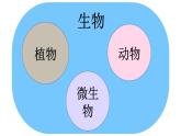 2.1.1 藻类、苔藓和蕨类植物 课件-2024-2025学年人教版生物七年级上册