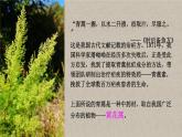 2.1.1 藻类、苔藓和蕨类植物 课件-2024-2025学年人教版生物七年级上册