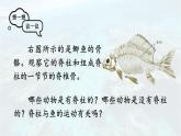 2.2.2 脊椎动物 一 鱼 课件-2024-2025学年人教版生物七年级上册