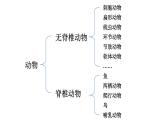 2.2.2 脊椎动物 三 鸟和哺乳动物 课件-2024-2025学年人教版生物七年级上册