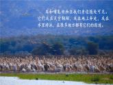 2.2.2 脊椎动物 三 鸟和哺乳动物 课件-2024-2025学年人教版生物七年级上册