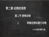 2.2.2 脊椎动物 二 两栖动物和爬行动物 课件-2024-2025学年人教版生物七年级上册