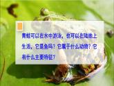 2.2.2 脊椎动物 二 两栖动物和爬行动物 课件-2024-2025学年人教版生物七年级上册
