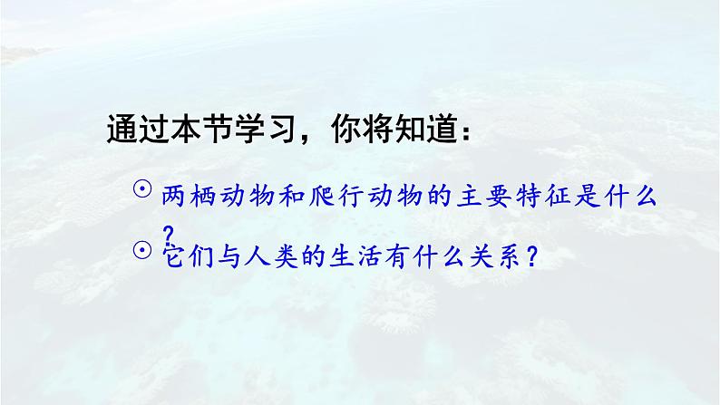 2.2.2 脊椎动物 二 两栖动物和爬行动物 课件-2024-2025学年人教版生物七年级上册05