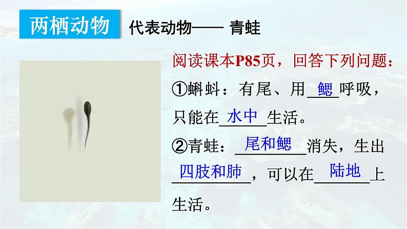 2.2.2 脊椎动物 二 两栖动物和爬行动物 课件-2024-2025学年人教版生物七年级上册06