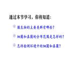 2.3.1 微生物的分布 课件-2024-2025学年人教版生物七年级上册