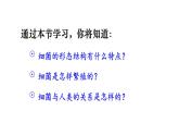 2.3.2 细菌 课件-2024-2025学年人教版生物七年级上册
