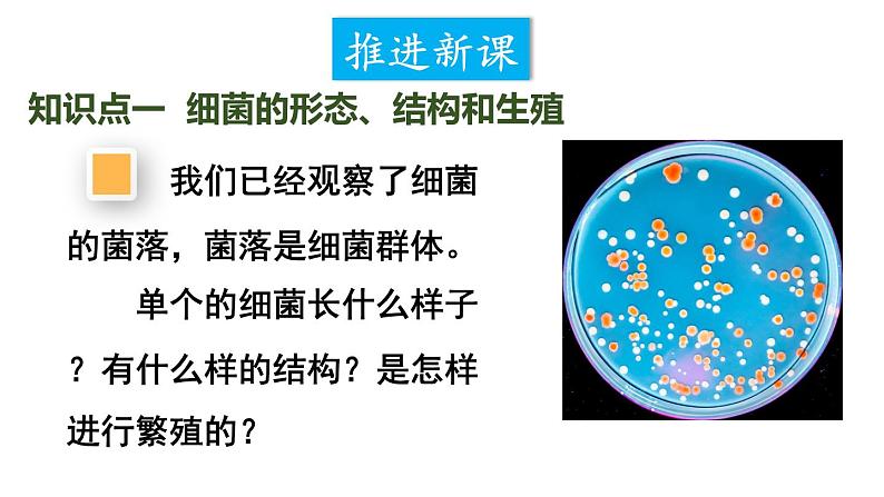 2.3.2 细菌 课件-2024-2025学年人教版生物七年级上册06