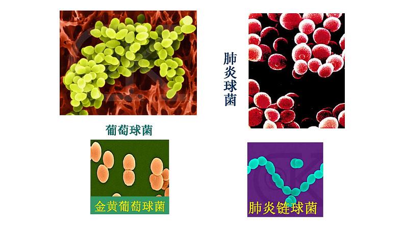 2.3.2 细菌 课件-2024-2025学年人教版生物七年级上册08