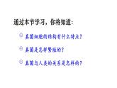 2.3.3 真菌 课件-2024-2025学年人教版生物七年级上册