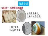 2.3.3 真菌 课件-2024-2025学年人教版生物七年级上册