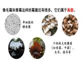 2.3.3 真菌 课件-2024-2025学年人教版生物七年级上册