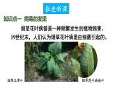 2.3.4 病毒 课件-2024-2025学年人教版生物七年级上册