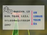 2.4.2 从种到界课件-2024-2025学年人教版生物七年级上册