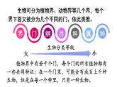 2.4.2 从种到界课件-2024-2025学年人教版生物七年级上册