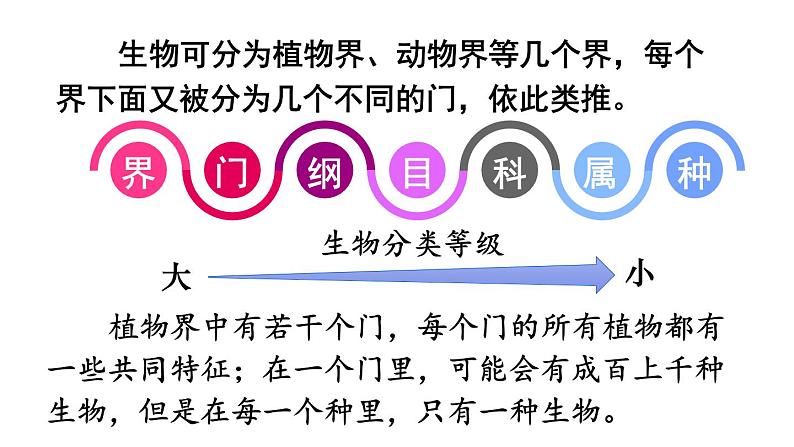 2.4.2 从种到界课件-2024-2025学年人教版生物七年级上册05