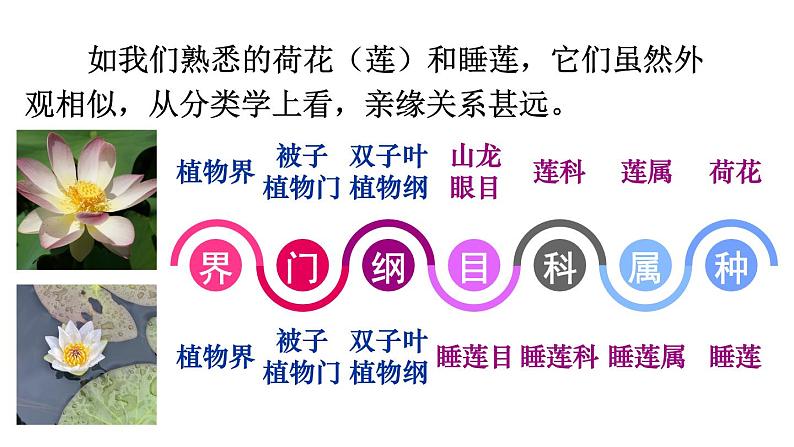 2.4.2 从种到界课件-2024-2025学年人教版生物七年级上册06