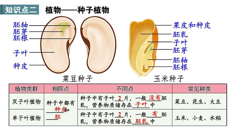 第2单元 多种多样的生物 单元小结 课件-2024-2025学年人教版生物七年级上册05