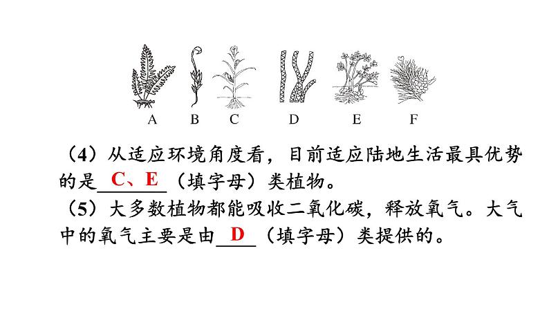 第2单元 多种多样的生物 单元小结 课件-2024-2025学年人教版生物七年级上册08