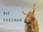 1.1.1 形形色色的生物 课件--2024-2025学年北师大版生物七年级上册
